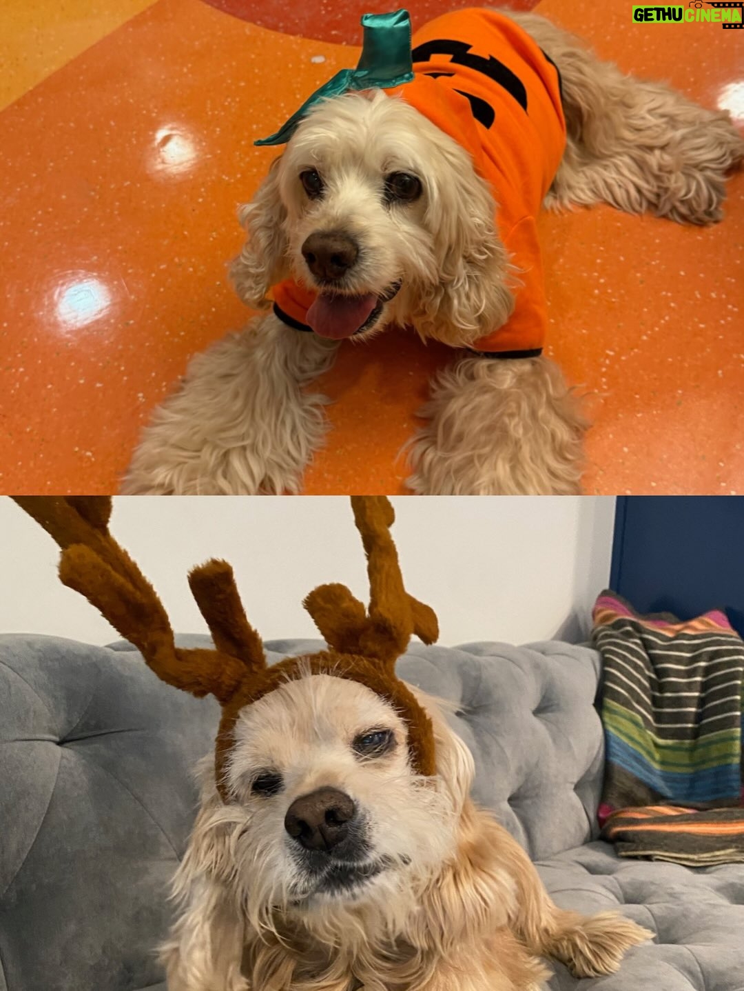 Teri Hatcher - 49.6K Likes - It is with deep sadness that I said goodbye to Pumpkin yesterday. Six years ago when I went looking to adopt a dog, I wanted a senior (because I knew most people would be looking for puppies). So I knew this day would eventually come faster than I’d want it to— but in Pumpkin’s case, it was not before he had the chance to touch so many hearts and comfort so many souls, in ways I could never have anticipated. 

Whether in my personal life or during visits to @childrensla as a dog therapy team to both patients and staff, his rock star looks with his cuddly soft fur and loving demeanor were an endless comfort and a true blessing.

Thank you, Pumpkin, for coming into my life and for all you gave to so many. I knew you always tried to be the best dog even when it was hard for your body… and Pumpkin, you were the best dog. I’m gutted. I did, and would have done, anything and everything to make you well. I’m so sorry there weren’t answers.

Sometimes it’s just like that.

Wishing you love and light as you journey onward.
Bless you, sweet Pumpkin. You truly were the best dog.