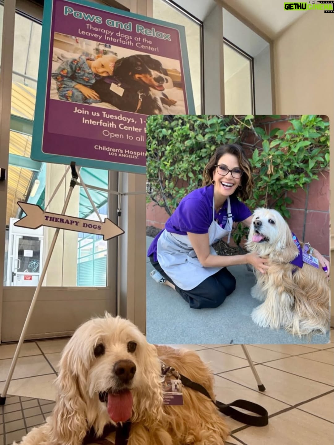 Teri Hatcher - 49.6K Likes - It is with deep sadness that I said goodbye to Pumpkin yesterday. Six years ago when I went looking to adopt a dog, I wanted a senior (because I knew most people would be looking for puppies). So I knew this day would eventually come faster than I’d want it to— but in Pumpkin’s case, it was not before he had the chance to touch so many hearts and comfort so many souls, in ways I could never have anticipated. 

Whether in my personal life or during visits to @childrensla as a dog therapy team to both patients and staff, his rock star looks with his cuddly soft fur and loving demeanor were an endless comfort and a true blessing.

Thank you, Pumpkin, for coming into my life and for all you gave to so many. I knew you always tried to be the best dog even when it was hard for your body… and Pumpkin, you were the best dog. I’m gutted. I did, and would have done, anything and everything to make you well. I’m so sorry there weren’t answers.

Sometimes it’s just like that.

Wishing you love and light as you journey onward.
Bless you, sweet Pumpkin. You truly were the best dog.