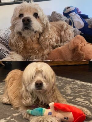 Teri Hatcher Instagram - It is with deep sadness that I said goodbye to Pumpkin yesterday. Six years ago when I went looking to adopt a dog, I wanted a senior (because I knew most people would be looking for puppies). So I knew this day would eventually come faster than I’d want it to— but in Pumpkin’s case, it was not before he had the chance to touch so many hearts and comfort so many souls, in ways I could never have anticipated. 

Whether in my personal life or during visits to @childrensla as a dog therapy team to both patients and staff, his rock star looks with his cuddly soft fur and loving demeanor were an endless comfort and a true blessing.

Thank you, Pumpkin, for coming into my life and for all you gave to so many. I knew you always tried to be the best dog even when it was hard for your body… and Pumpkin, you were the best dog. I’m gutted. I did, and would have done, anything and everything to make you well. I’m so sorry there weren’t answers.

Sometimes it’s just like that.

Wishing you love and light as you journey onward.
Bless you, sweet Pumpkin. You truly were the best dog.