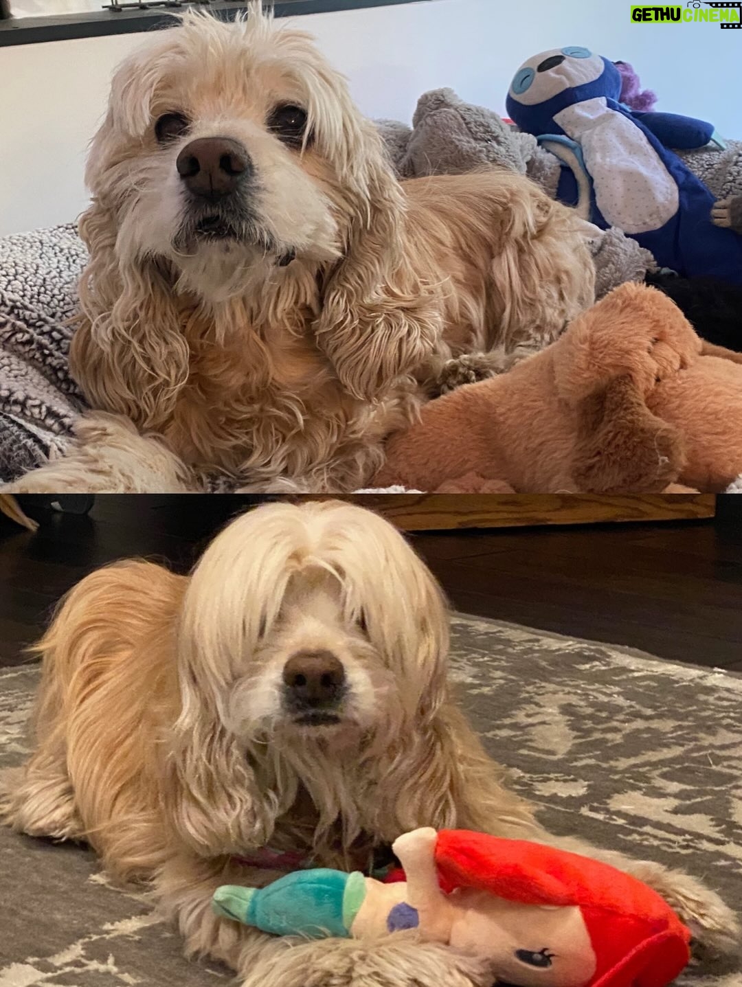 Teri Hatcher - 49.6K Likes - It is with deep sadness that I said goodbye to Pumpkin yesterday. Six years ago when I went looking to adopt a dog, I wanted a senior (because I knew most people would be looking for puppies). So I knew this day would eventually come faster than I’d want it to— but in Pumpkin’s case, it was not before he had the chance to touch so many hearts and comfort so many souls, in ways I could never have anticipated. 

Whether in my personal life or during visits to @childrensla as a dog therapy team to both patients and staff, his rock star looks with his cuddly soft fur and loving demeanor were an endless comfort and a true blessing.

Thank you, Pumpkin, for coming into my life and for all you gave to so many. I knew you always tried to be the best dog even when it was hard for your body… and Pumpkin, you were the best dog. I’m gutted. I did, and would have done, anything and everything to make you well. I’m so sorry there weren’t answers.

Sometimes it’s just like that.

Wishing you love and light as you journey onward.
Bless you, sweet Pumpkin. You truly were the best dog.