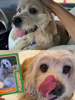 Teri Hatcher Instagram - It is with deep sadness that I said goodbye to Pumpkin yesterday. Six years ago when I went looking to adopt a dog, I wanted a senior (because I knew most people would be looking for puppies). So I knew this day would eventually come faster than I’d want it to— but in Pumpkin’s case, it was not before he had the chance to touch so many hearts and comfort so many souls, in ways I could never have anticipated. 

Whether in my personal life or during visits to @childrensla as a dog therapy team to both patients and staff, his rock star looks with his cuddly soft fur and loving demeanor were an endless comfort and a true blessing.

Thank you, Pumpkin, for coming into my life and for all you gave to so many. I knew you always tried to be the best dog even when it was hard for your body… and Pumpkin, you were the best dog. I’m gutted. I did, and would have done, anything and everything to make you well. I’m so sorry there weren’t answers.

Sometimes it’s just like that.

Wishing you love and light as you journey onward.
Bless you, sweet Pumpkin. You truly were the best dog.