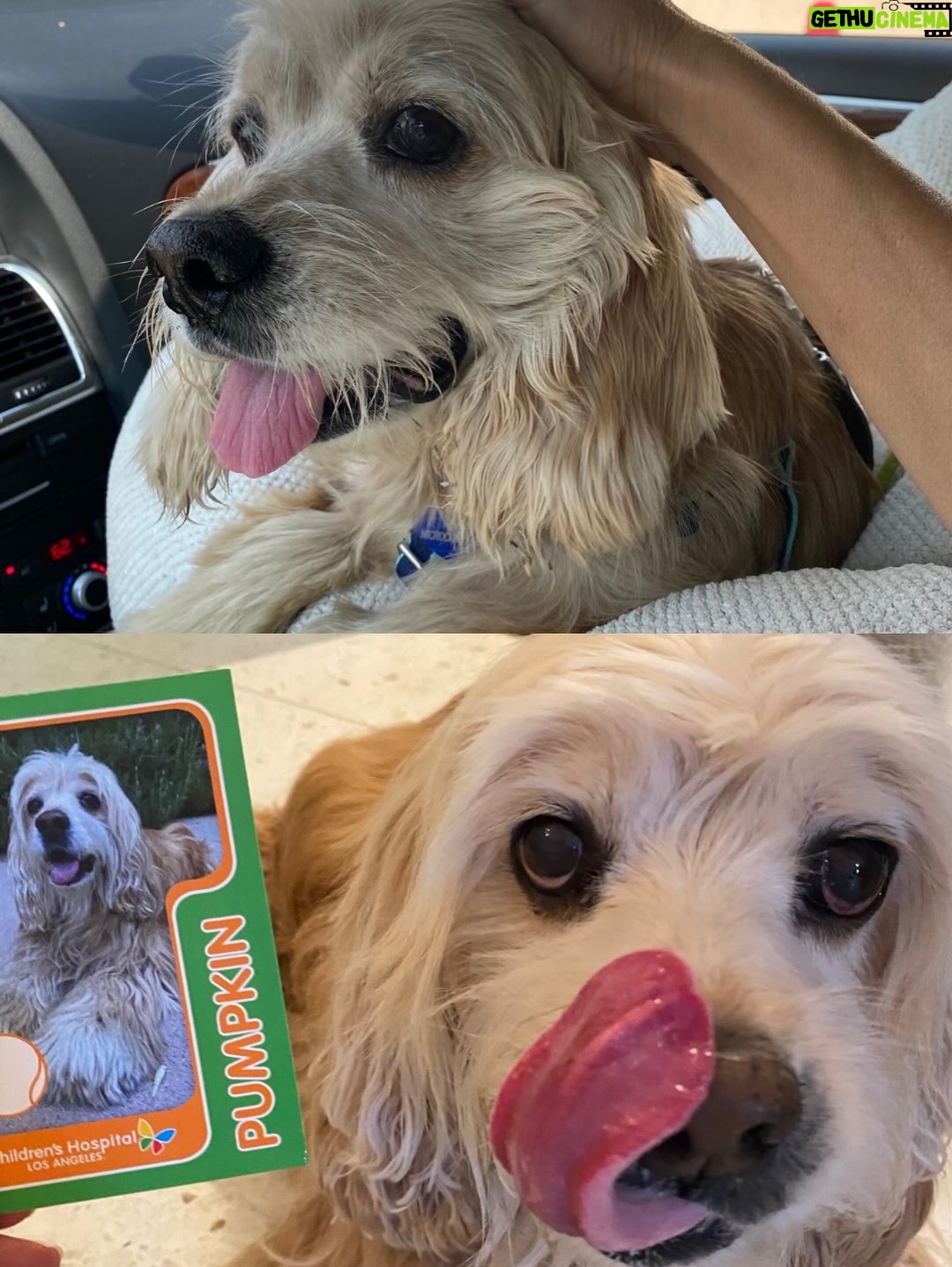 Teri Hatcher - 49.6K Likes - It is with deep sadness that I said goodbye to Pumpkin yesterday. Six years ago when I went looking to adopt a dog, I wanted a senior (because I knew most people would be looking for puppies). So I knew this day would eventually come faster than I’d want it to— but in Pumpkin’s case, it was not before he had the chance to touch so many hearts and comfort so many souls, in ways I could never have anticipated. 

Whether in my personal life or during visits to @childrensla as a dog therapy team to both patients and staff, his rock star looks with his cuddly soft fur and loving demeanor were an endless comfort and a true blessing.

Thank you, Pumpkin, for coming into my life and for all you gave to so many. I knew you always tried to be the best dog even when it was hard for your body… and Pumpkin, you were the best dog. I’m gutted. I did, and would have done, anything and everything to make you well. I’m so sorry there weren’t answers.

Sometimes it’s just like that.

Wishing you love and light as you journey onward.
Bless you, sweet Pumpkin. You truly were the best dog.