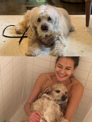 Teri Hatcher Instagram - It is with deep sadness that I said goodbye to Pumpkin yesterday. Six years ago when I went looking to adopt a dog, I wanted a senior (because I knew most people would be looking for puppies). So I knew this day would eventually come faster than I’d want it to— but in Pumpkin’s case, it was not before he had the chance to touch so many hearts and comfort so many souls, in ways I could never have anticipated. 

Whether in my personal life or during visits to @childrensla as a dog therapy team to both patients and staff, his rock star looks with his cuddly soft fur and loving demeanor were an endless comfort and a true blessing.

Thank you, Pumpkin, for coming into my life and for all you gave to so many. I knew you always tried to be the best dog even when it was hard for your body… and Pumpkin, you were the best dog. I’m gutted. I did, and would have done, anything and everything to make you well. I’m so sorry there weren’t answers.

Sometimes it’s just like that.

Wishing you love and light as you journey onward.
Bless you, sweet Pumpkin. You truly were the best dog.