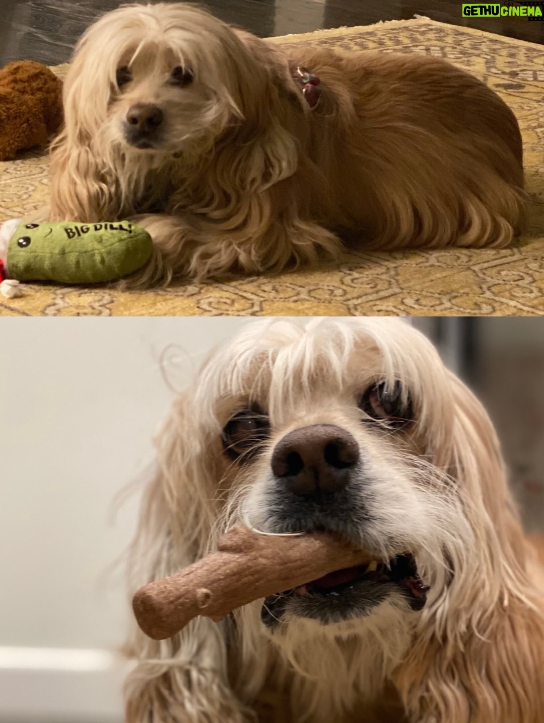 Teri Hatcher - 49.6K Likes - It is with deep sadness that I said goodbye to Pumpkin yesterday. Six years ago when I went looking to adopt a dog, I wanted a senior (because I knew most people would be looking for puppies). So I knew this day would eventually come faster than I’d want it to— but in Pumpkin’s case, it was not before he had the chance to touch so many hearts and comfort so many souls, in ways I could never have anticipated. 

Whether in my personal life or during visits to @childrensla as a dog therapy team to both patients and staff, his rock star looks with his cuddly soft fur and loving demeanor were an endless comfort and a true blessing.

Thank you, Pumpkin, for coming into my life and for all you gave to so many. I knew you always tried to be the best dog even when it was hard for your body… and Pumpkin, you were the best dog. I’m gutted. I did, and would have done, anything and everything to make you well. I’m so sorry there weren’t answers.

Sometimes it’s just like that.

Wishing you love and light as you journey onward.
Bless you, sweet Pumpkin. You truly were the best dog.