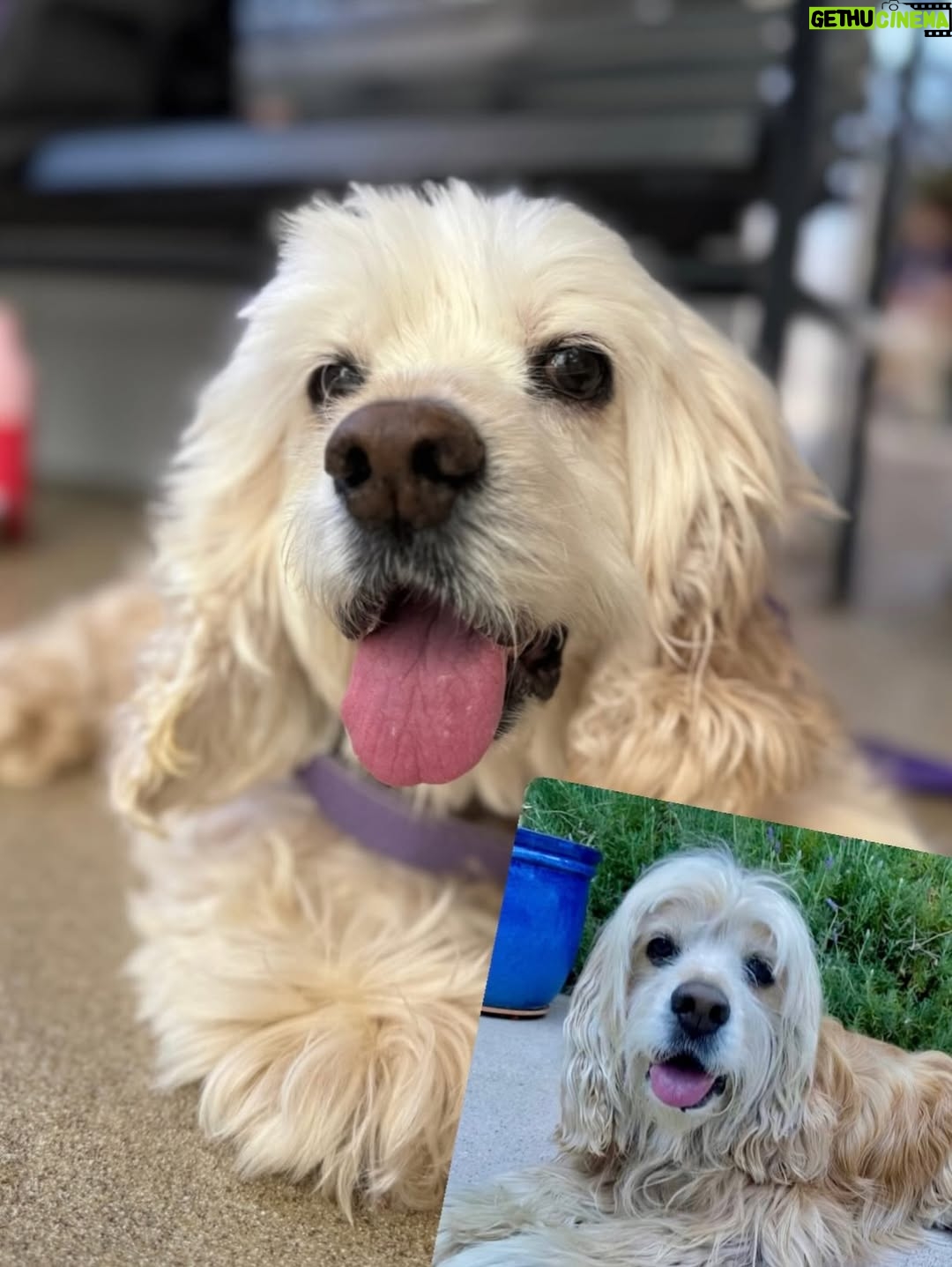Teri Hatcher - 49.6K Likes - It is with deep sadness that I said goodbye to Pumpkin yesterday. Six years ago when I went looking to adopt a dog, I wanted a senior (because I knew most people would be looking for puppies). So I knew this day would eventually come faster than I’d want it to— but in Pumpkin’s case, it was not before he had the chance to touch so many hearts and comfort so many souls, in ways I could never have anticipated. 

Whether in my personal life or during visits to @childrensla as a dog therapy team to both patients and staff, his rock star looks with his cuddly soft fur and loving demeanor were an endless comfort and a true blessing.

Thank you, Pumpkin, for coming into my life and for all you gave to so many. I knew you always tried to be the best dog even when it was hard for your body… and Pumpkin, you were the best dog. I’m gutted. I did, and would have done, anything and everything to make you well. I’m so sorry there weren’t answers.

Sometimes it’s just like that.

Wishing you love and light as you journey onward.
Bless you, sweet Pumpkin. You truly were the best dog.