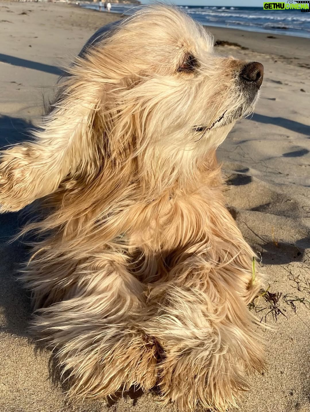 Teri Hatcher - 49.6K Likes - It is with deep sadness that I said goodbye to Pumpkin yesterday. Six years ago when I went looking to adopt a dog, I wanted a senior (because I knew most people would be looking for puppies). So I knew this day would eventually come faster than I’d want it to— but in Pumpkin’s case, it was not before he had the chance to touch so many hearts and comfort so many souls, in ways I could never have anticipated. 

Whether in my personal life or during visits to @childrensla as a dog therapy team to both patients and staff, his rock star looks with his cuddly soft fur and loving demeanor were an endless comfort and a true blessing.

Thank you, Pumpkin, for coming into my life and for all you gave to so many. I knew you always tried to be the best dog even when it was hard for your body… and Pumpkin, you were the best dog. I’m gutted. I did, and would have done, anything and everything to make you well. I’m so sorry there weren’t answers.

Sometimes it’s just like that.

Wishing you love and light as you journey onward.
Bless you, sweet Pumpkin. You truly were the best dog.