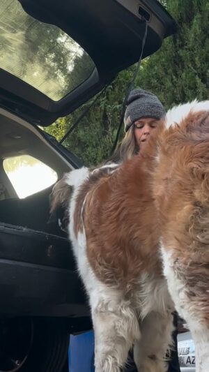 Terra Jolé Instagram - Instead of making Butters have a cold plunge at home with a bath, I’m taking him to the groomers. Or am I?  We struggled for 30 minutes, missed his appointment, but found the best groomer that let me walk in with this beast of a dog. I’m a true believer in the timing of life. #saintbernard  #stbernard #buttersthesaint #butters #rescuedog