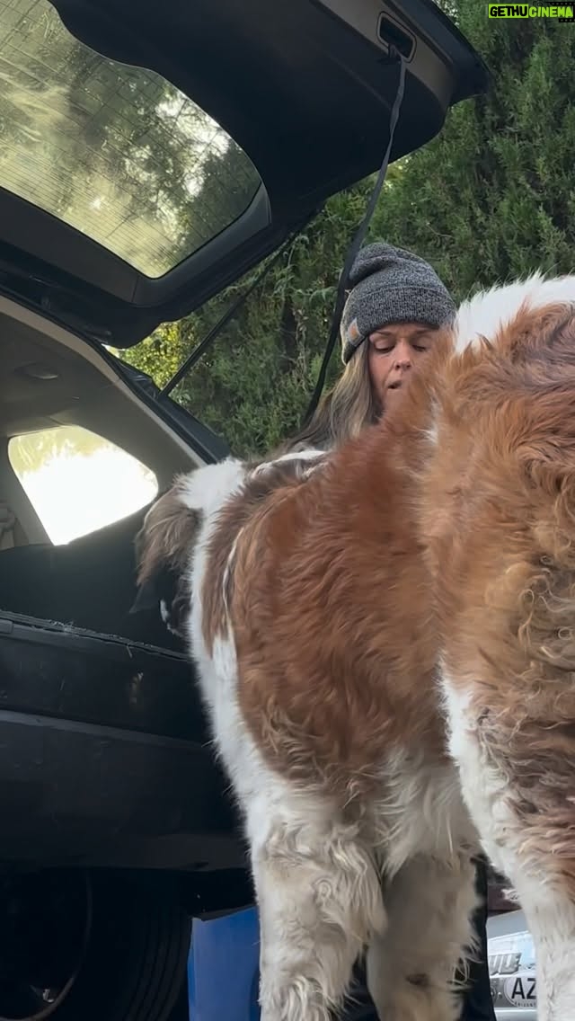 Terra Jolé - 7.9K Likes - Instead of making Butters have a cold plunge at home with a bath, I’m taking him to the groomers. Or am I?  We struggled for 30 minutes, missed his appointment, but found the best groomer that let me walk in with this beast of a dog. I’m a true believer in the timing of life. #saintbernard  #stbernard #buttersthesaint #butters #rescuedog