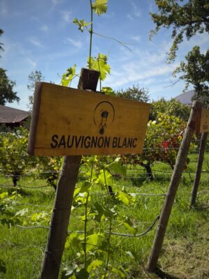 Tonka Tomicic Instagram - ¡Se termina el verano! ☀️ 
Fin de semana de 🍇 y Rio Claro en Molina. 
El trabajo siempre se siente mejor cuando es con familia y amigos ❤️

Muchas gracias @municipalidaddemolina por estos días en contacto con su tierra y gente 😍