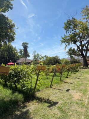 Tonka Tomicic Instagram - ¡Se termina el verano! ☀️ 
Fin de semana de 🍇 y Rio Claro en Molina. 
El trabajo siempre se siente mejor cuando es con familia y amigos ❤️

Muchas gracias @municipalidaddemolina por estos días en contacto con su tierra y gente 😍