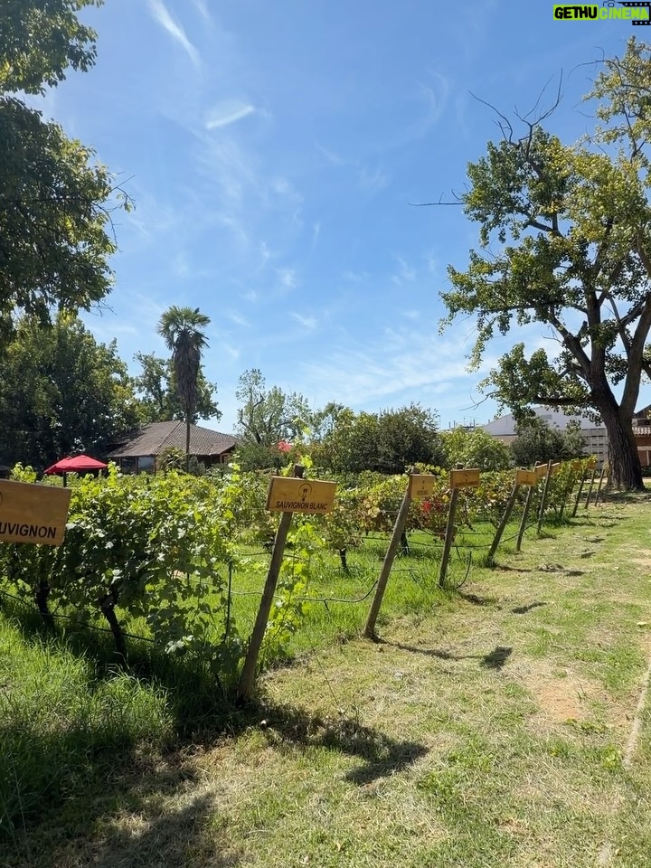 Tonka Tomicic - 60.4K Likes - ¡Se termina el verano! ☀️ 
Fin de semana de 🍇 y Rio Claro en Molina. 
El trabajo siempre se siente mejor cuando es con familia y amigos ❤️

Muchas gracias @municipalidaddemolina por estos días en contacto con su tierra y gente 😍