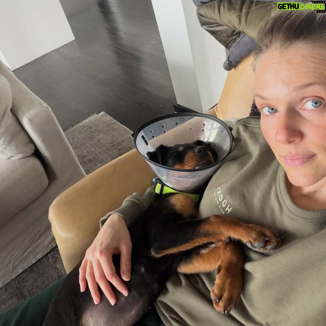 Tracy Spiridakos - 86.9K Likes - You guys, this is Cali :) She was surrendered to a city shelter in California by her owner with a degloving injury, (when the skin is separated from the jaw bone) and was listed as an at risk pup. When my wonderful friend @kingaphilipps told us about her, Jesse and I knew right away we were adopting her. Problem was, we weren’t in California, couldn’t get back for a few days and this girl needed help right away. Kinga introduced us to Janay from @ashtreeranchrescue and she was incredible! She arranged for Cali to be picked up from the shelter and taken to a veterinary hospital for surgery. Then she took care of her for us until we could get back to California. Janay, thank you for all that you did for us, for Cali and for all the work you do at @ashtreeranchrescue you’re amazing. Kinga, thank you for bringing Cali into our lives. Cali, welcome to the family baby girl ❤️🐾