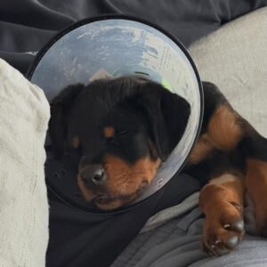 Tracy Spiridakos Instagram - You guys, this is Cali :) She was surrendered to a city shelter in California by her owner with a degloving injury, (when the skin is separated from the jaw bone) and was listed as an at risk pup. When my wonderful friend @kingaphilipps told us about her, Jesse and I knew right away we were adopting her. Problem was, we weren’t in California, couldn’t get back for a few days and this girl needed help right away. Kinga introduced us to Janay from @ashtreeranchrescue and she was incredible! She arranged for Cali to be picked up from the shelter and taken to a veterinary hospital for surgery. Then she took care of her for us until we could get back to California. Janay, thank you for all that you did for us, for Cali and for all the work you do at @ashtreeranchrescue you’re amazing. Kinga, thank you for bringing Cali into our lives. Cali, welcome to the family baby girl ❤️🐾