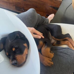 Tracy Spiridakos Instagram - You guys, this is Cali :) She was surrendered to a city shelter in California by her owner with a degloving injury, (when the skin is separated from the jaw bone) and was listed as an at risk pup. When my wonderful friend @kingaphilipps told us about her, Jesse and I knew right away we were adopting her. Problem was, we weren’t in California, couldn’t get back for a few days and this girl needed help right away. Kinga introduced us to Janay from @ashtreeranchrescue and she was incredible! She arranged for Cali to be picked up from the shelter and taken to a veterinary hospital for surgery. Then she took care of her for us until we could get back to California. Janay, thank you for all that you did for us, for Cali and for all the work you do at @ashtreeranchrescue you’re amazing. Kinga, thank you for bringing Cali into our lives. Cali, welcome to the family baby girl ❤️🐾