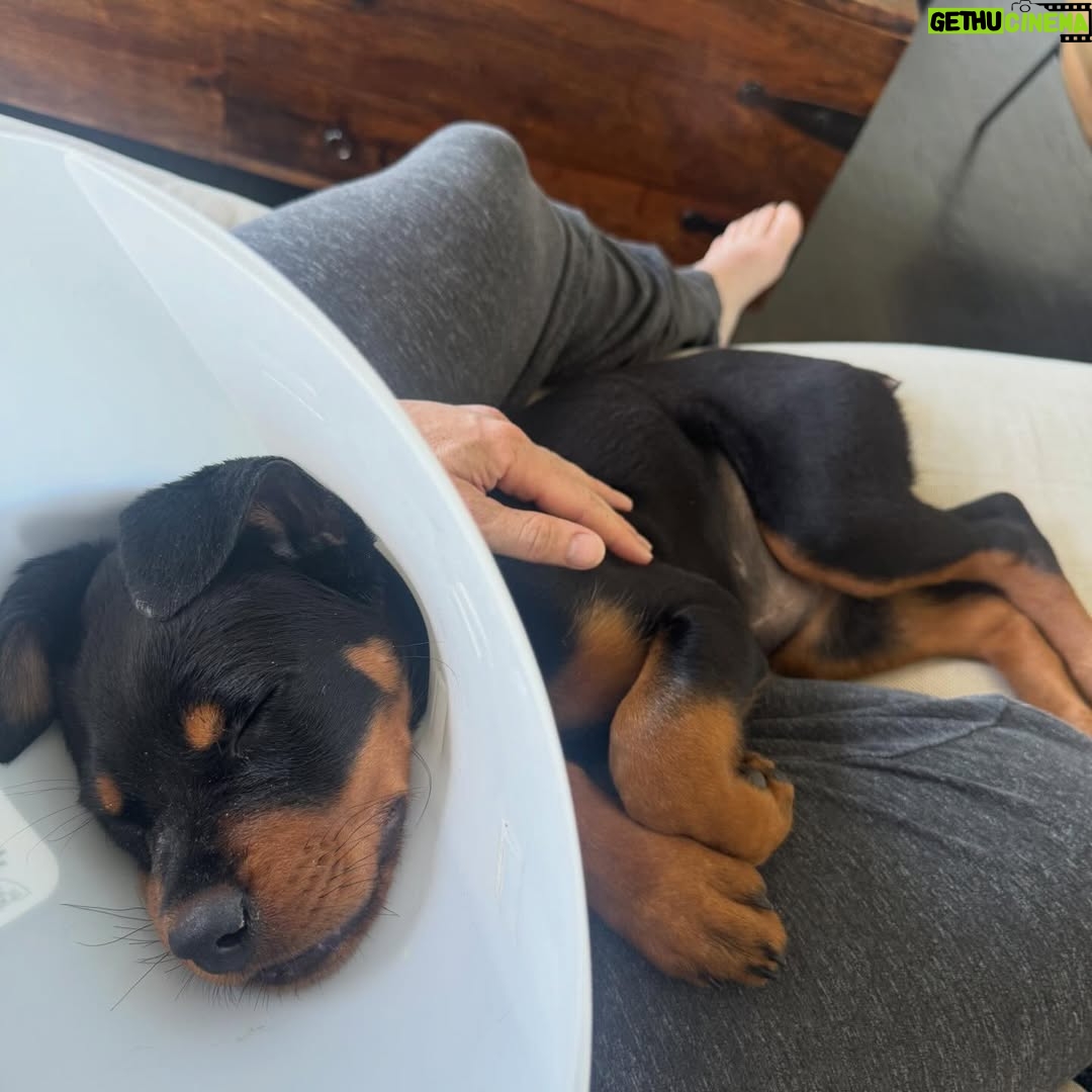 Tracy Spiridakos - 86.9K Likes - You guys, this is Cali :) She was surrendered to a city shelter in California by her owner with a degloving injury, (when the skin is separated from the jaw bone) and was listed as an at risk pup. When my wonderful friend @kingaphilipps told us about her, Jesse and I knew right away we were adopting her. Problem was, we weren’t in California, couldn’t get back for a few days and this girl needed help right away. Kinga introduced us to Janay from @ashtreeranchrescue and she was incredible! She arranged for Cali to be picked up from the shelter and taken to a veterinary hospital for surgery. Then she took care of her for us until we could get back to California. Janay, thank you for all that you did for us, for Cali and for all the work you do at @ashtreeranchrescue you’re amazing. Kinga, thank you for bringing Cali into our lives. Cali, welcome to the family baby girl ❤️🐾