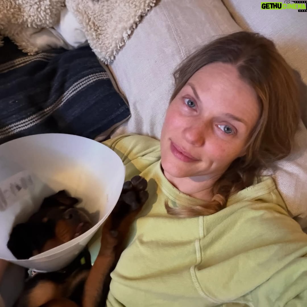Tracy Spiridakos - 86.9K Likes - You guys, this is Cali :) She was surrendered to a city shelter in California by her owner with a degloving injury, (when the skin is separated from the jaw bone) and was listed as an at risk pup. When my wonderful friend @kingaphilipps told us about her, Jesse and I knew right away we were adopting her. Problem was, we weren’t in California, couldn’t get back for a few days and this girl needed help right away. Kinga introduced us to Janay from @ashtreeranchrescue and she was incredible! She arranged for Cali to be picked up from the shelter and taken to a veterinary hospital for surgery. Then she took care of her for us until we could get back to California. Janay, thank you for all that you did for us, for Cali and for all the work you do at @ashtreeranchrescue you’re amazing. Kinga, thank you for bringing Cali into our lives. Cali, welcome to the family baby girl ❤️🐾