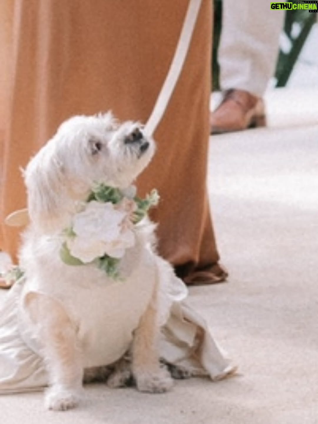 Vanessa Hudgens - 1.3 Million Likes - Darla didn’t like men. I think she was abused by one when she was a wittle ting before I met her but the moment she met my husband she was in love. Cuddled up on him and trusted him immediately. I knew from that point that point he was my guy. She walked down the aisle in our wedding and watched our vows intently. She was so proud. I’ll never forget it. Wanted to share ❤️