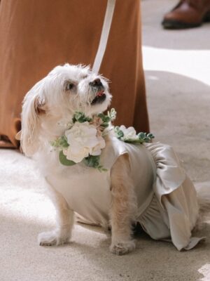 Vanessa Hudgens Instagram - Darla didn’t like men. I think she was abused by one when she was a wittle ting before I met her but the moment she met my husband she was in love. Cuddled up on him and trusted him immediately. I knew from that point that point he was my guy. She walked down the aisle in our wedding and watched our vows intently. She was so proud. I’ll never forget it. Wanted to share ❤️