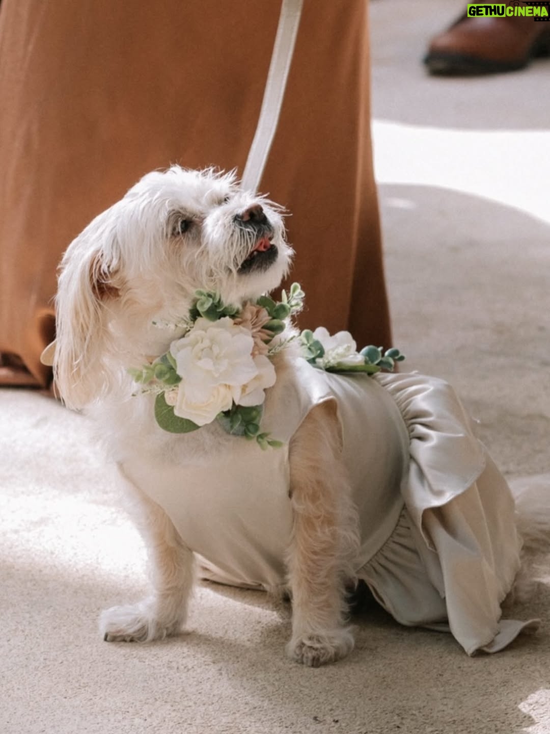 Vanessa Hudgens - 1.3 Million Likes - Darla didn’t like men. I think she was abused by one when she was a wittle ting before I met her but the moment she met my husband she was in love. Cuddled up on him and trusted him immediately. I knew from that point that point he was my guy. She walked down the aisle in our wedding and watched our vows intently. She was so proud. I’ll never forget it. Wanted to share ❤️