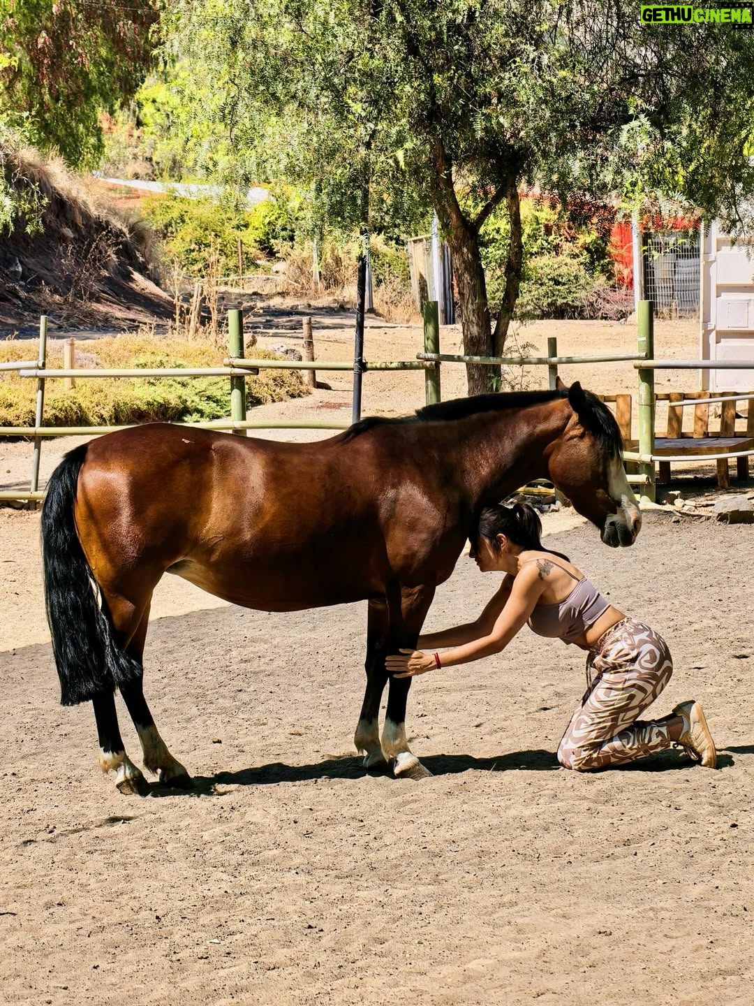 Yamila Reyna - 34.3K Likes - En esta búsqueda de sanar, entender el porqué de este proceso que hoy atravieso, viví una de las mejores experiencias de encuentro conocimiento y auto reconocimiento. Constelacion con caballos, si lo sé, también pensé, naaaa están locos, pero me di la oportunidad de experimentarlo y fue… no sé ni cómo describirlo, no hay palabras para semejante vivencia.
Si pueden háganlo, es revelador y sanador para el alma y para uno mismo, me enseño y me mostró tanto, que me han sido herramientas para entender, transmutar y poder avanzar.
 @genholistica Te guía y te conecta con lo esencial, gracias!
Les dejo el dato: @equinoterapia_coyan 

Mención especial  @basauri por recomendármelo ❤️