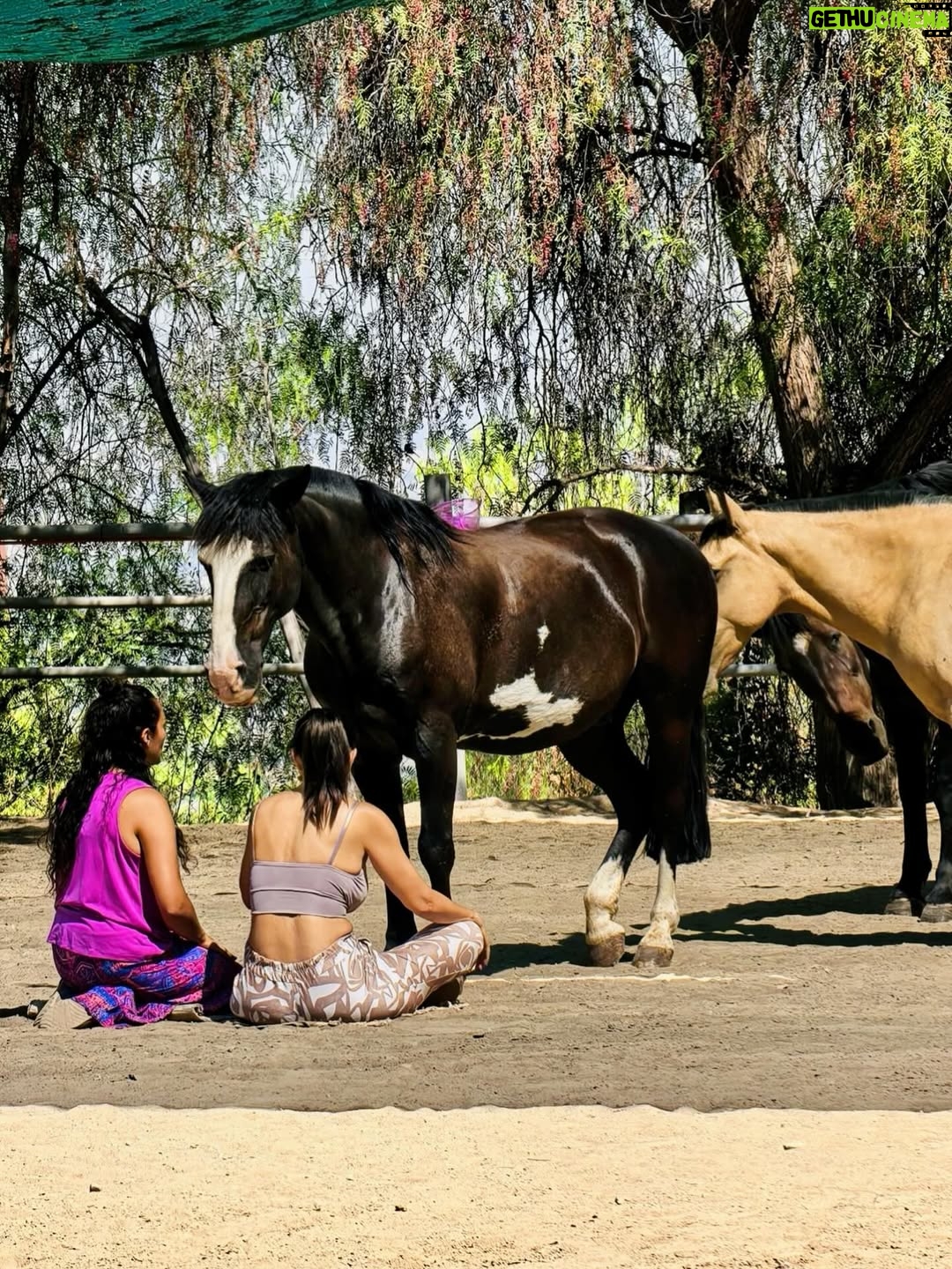 Yamila Reyna - 34.3K Likes - En esta búsqueda de sanar, entender el porqué de este proceso que hoy atravieso, viví una de las mejores experiencias de encuentro conocimiento y auto reconocimiento. Constelacion con caballos, si lo sé, también pensé, naaaa están locos, pero me di la oportunidad de experimentarlo y fue… no sé ni cómo describirlo, no hay palabras para semejante vivencia.
Si pueden háganlo, es revelador y sanador para el alma y para uno mismo, me enseño y me mostró tanto, que me han sido herramientas para entender, transmutar y poder avanzar.
 @genholistica Te guía y te conecta con lo esencial, gracias!
Les dejo el dato: @equinoterapia_coyan 

Mención especial  @basauri por recomendármelo ❤️