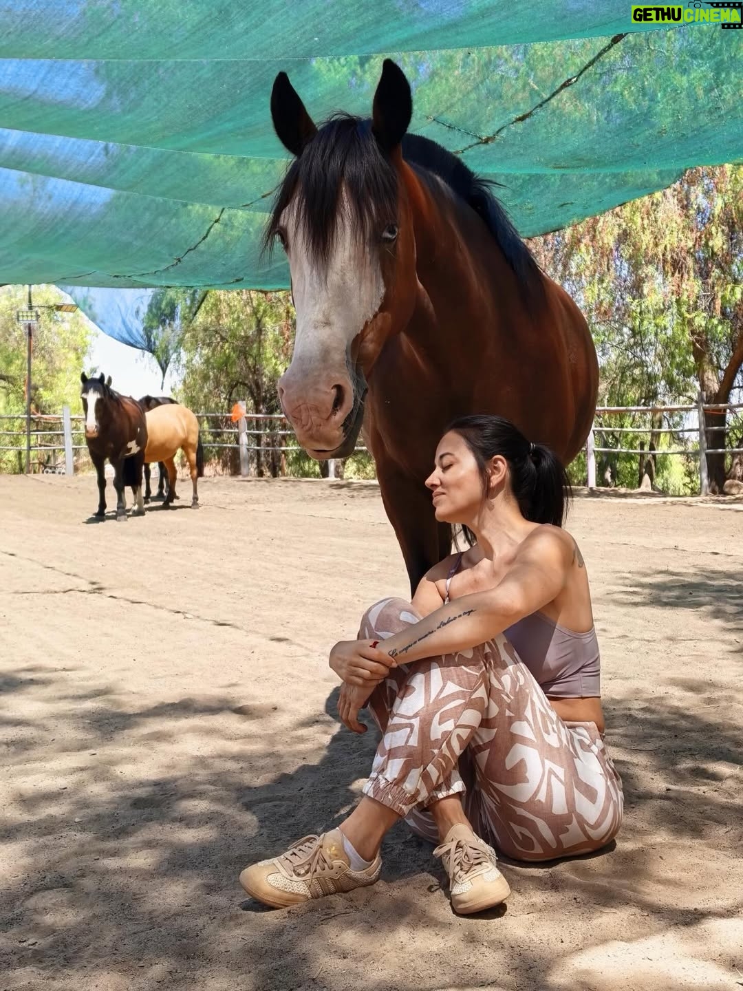 Yamila Reyna - 34.3K Likes - En esta búsqueda de sanar, entender el porqué de este proceso que hoy atravieso, viví una de las mejores experiencias de encuentro conocimiento y auto reconocimiento. Constelacion con caballos, si lo sé, también pensé, naaaa están locos, pero me di la oportunidad de experimentarlo y fue… no sé ni cómo describirlo, no hay palabras para semejante vivencia.
Si pueden háganlo, es revelador y sanador para el alma y para uno mismo, me enseño y me mostró tanto, que me han sido herramientas para entender, transmutar y poder avanzar.
 @genholistica Te guía y te conecta con lo esencial, gracias!
Les dejo el dato: @equinoterapia_coyan 

Mención especial  @basauri por recomendármelo ❤️
