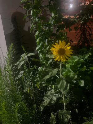 Yui Natsuki Instagram - 夏と最近
あれだけ去年から食べたいと言っていたベトコンは、飛騨牛サーロインの脂身によってすっかり忘れました
24年来のお友達の結婚式に前泊して
久々に同級生と修学旅行みたいな夜を過ごして
たのしかったです(めでたい💐)
最近は、夜たくさん歩いてます
この時間が結構すき🚶♀️➡️
今年はまだ白いです
#岐阜