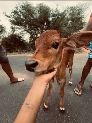 deedoll Instagram - 🐮🙏🏻
