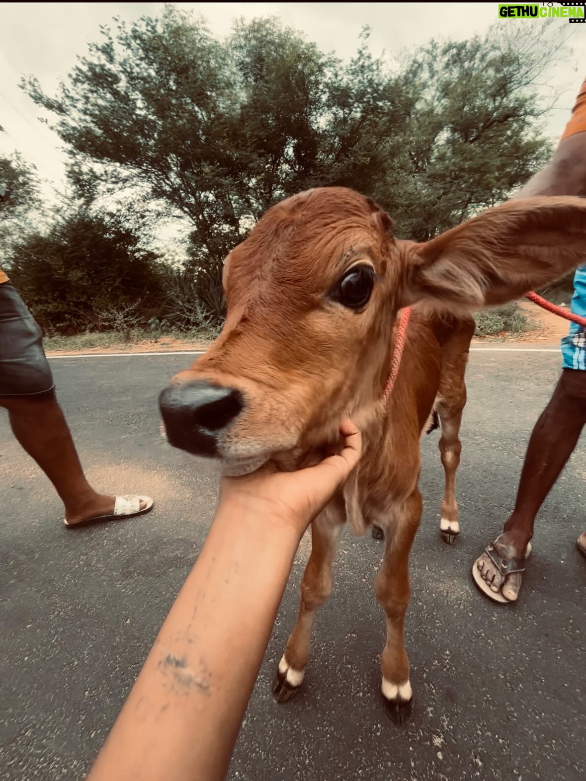deedoll - 23.9K Likes - 🐮🙏🏻